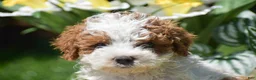 Miniature Poodle dogs for sale: Preston - Ad 6