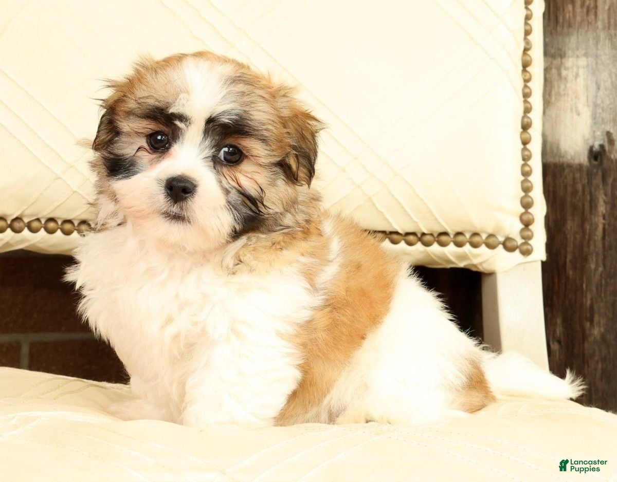 Malshi dogs Bradley - Ad 2