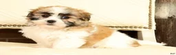 Malshi dogs for sale: Bradley - Ad 2