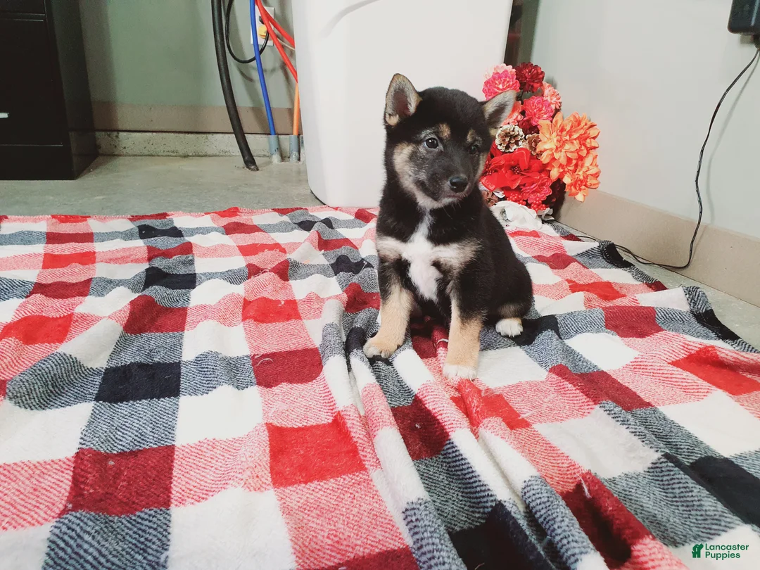 Shiba Inu dogs for sale: Buddy  - Ad 4