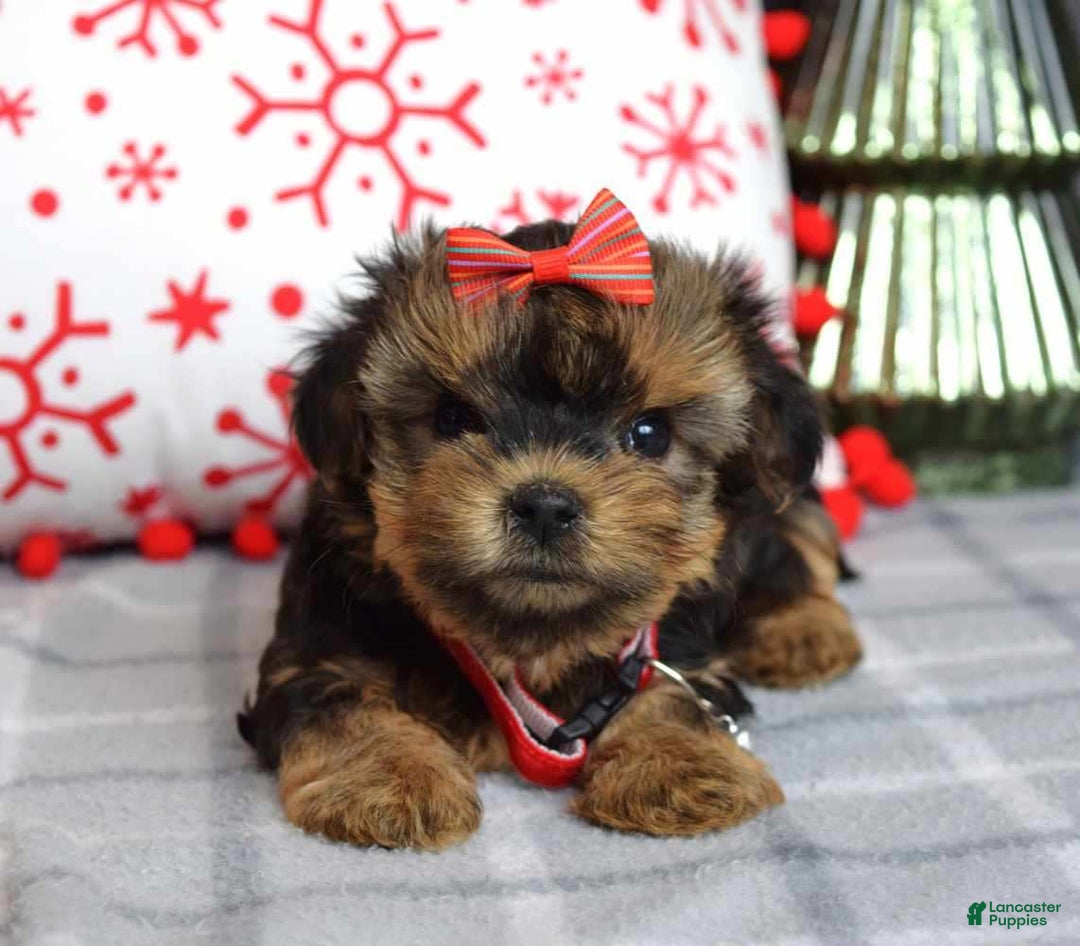 Yorkshire Terrier dogs for sale: Greta - Ad 5