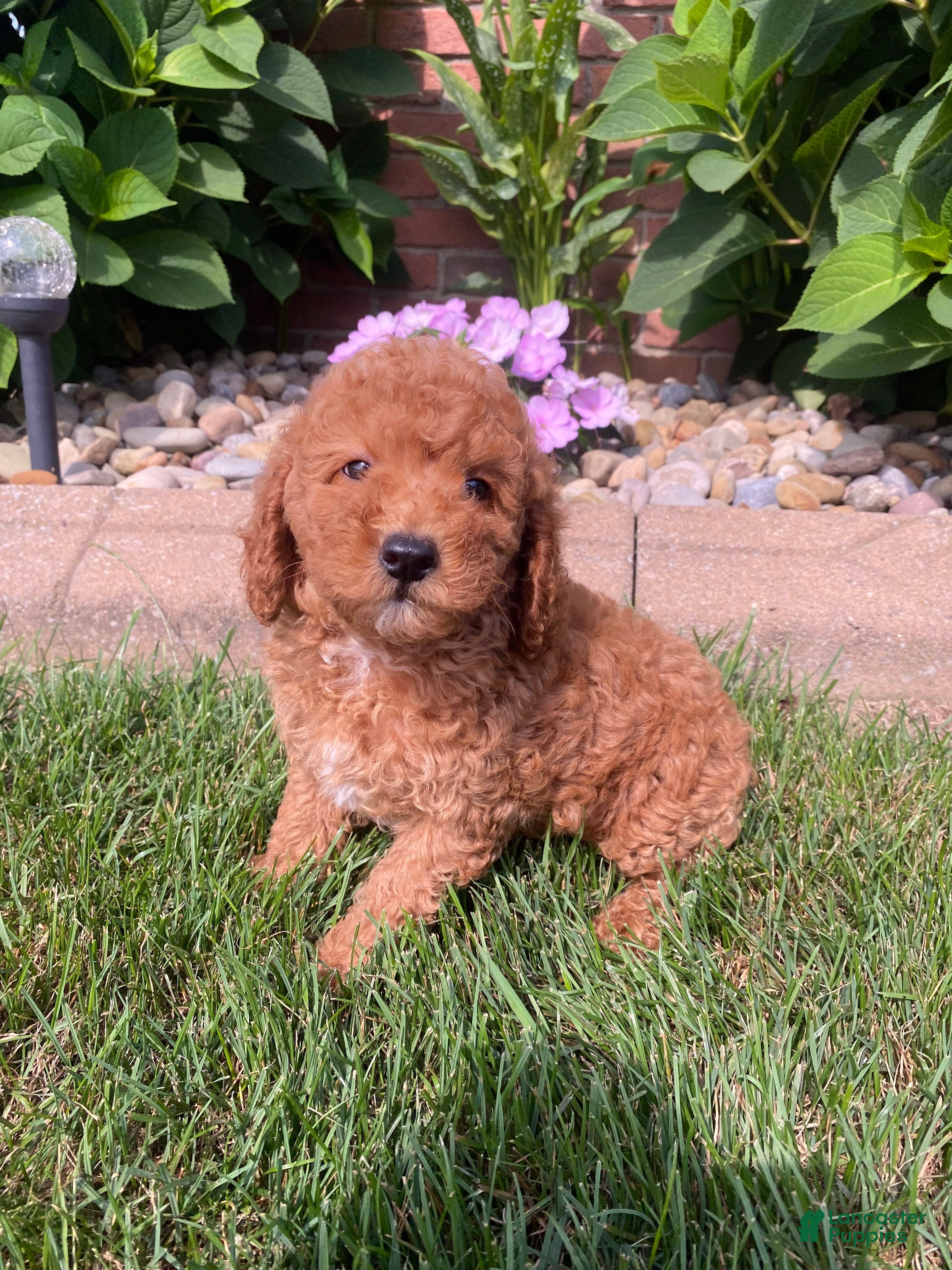 Miniature Poodle dogs Billy - Ad 2