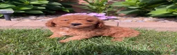 Miniature Poodle dogs for sale: Bily - Ad 4