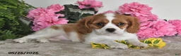 Cavalier King Charles Spaniel dogs for sale: Daisy - Ad 2