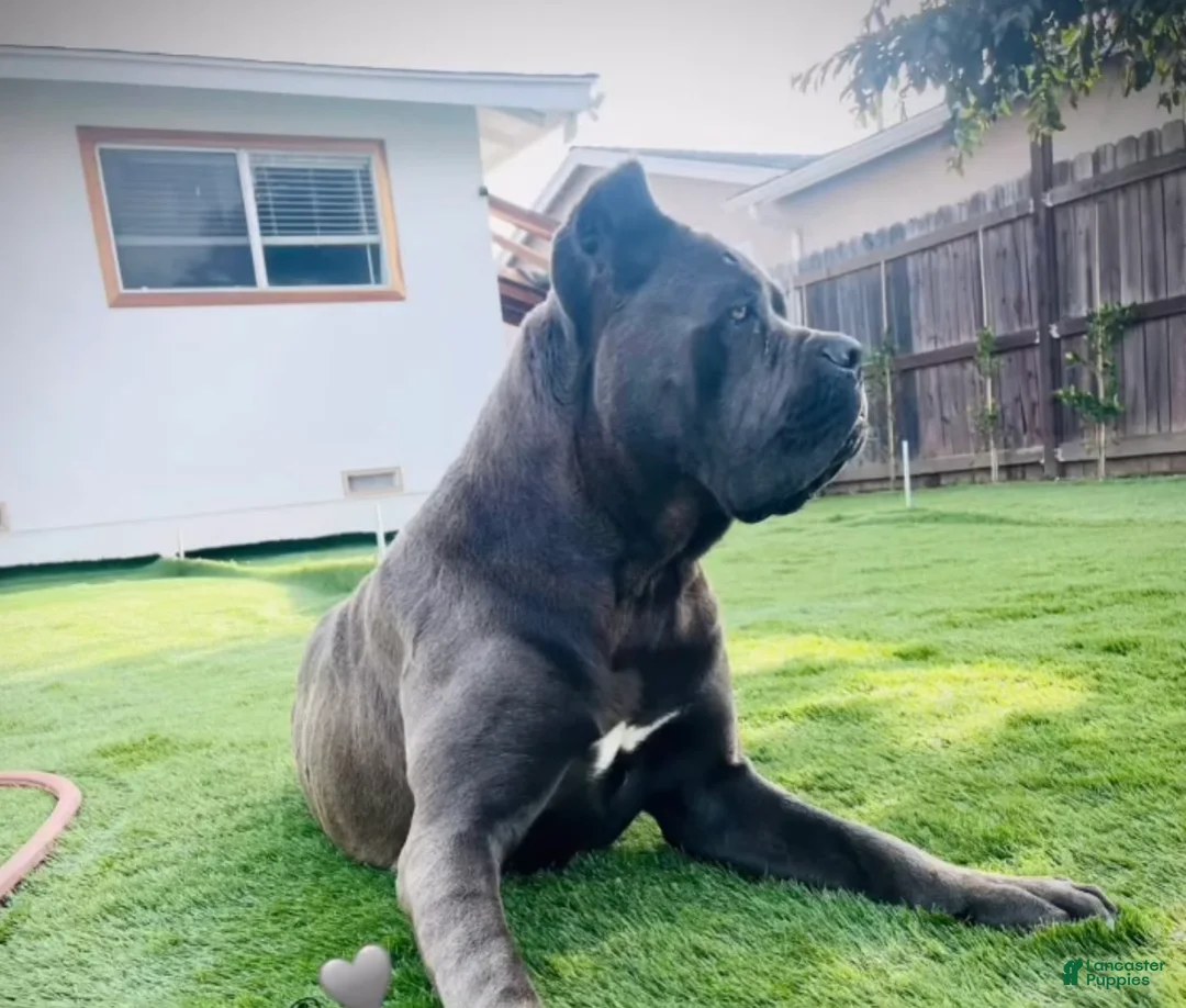 Cane Corso dogs for sale: Cane Corso Puppy 1 - Ad 2