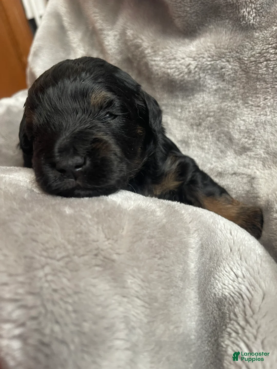 Miniature Schnauzer dogs for sale: Miniature Schnauzer Puppy 1 - Ad 4