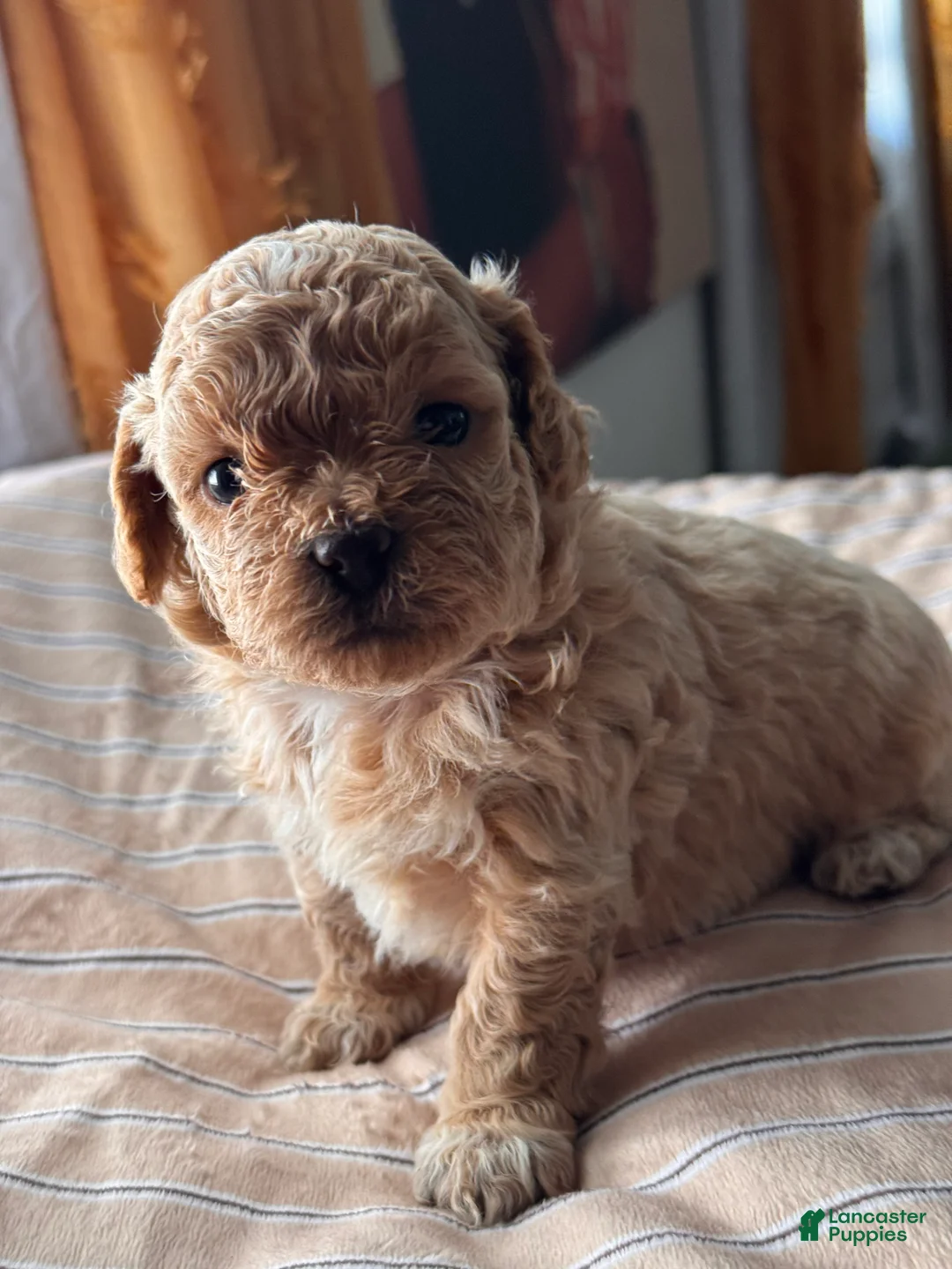 Shihpoo dogs for sale: Nakia - Ad 1