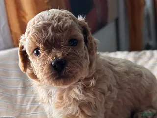 Shihpoo dogs Nakia - Ad 15