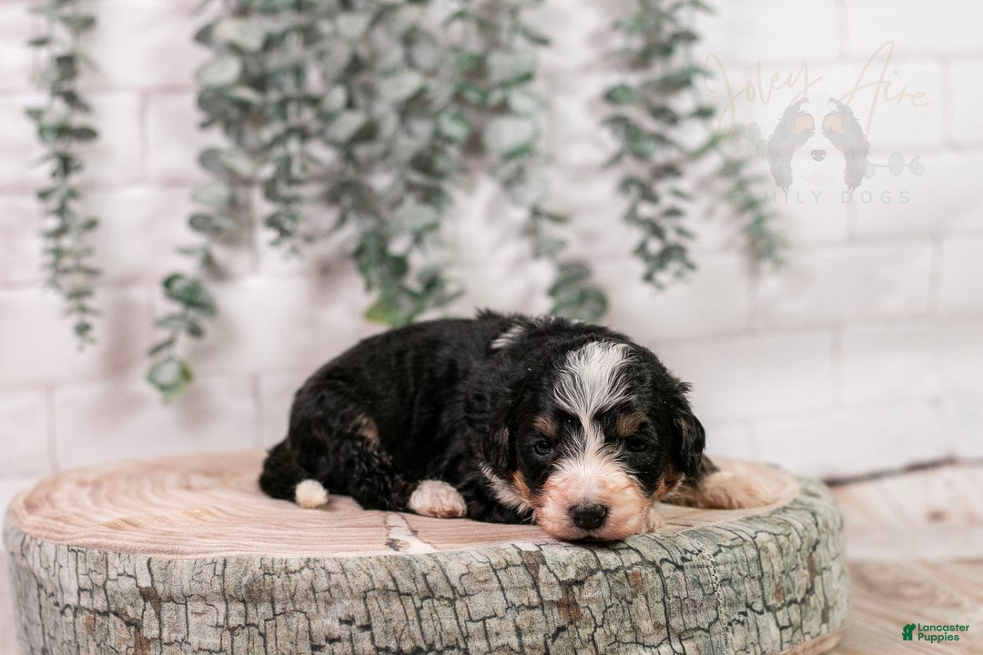 Bernedoodle dogs for sale: HalfPipe - Ad 11