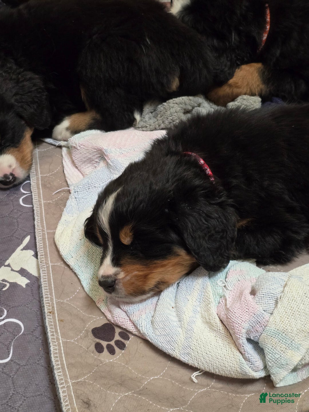 Bernese Mountain Dog dogs for sale: Black - Ad 6