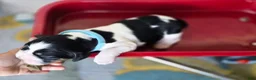 English Springer Spaniel dogs for sale: Marshal  - Ad 7