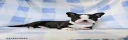 Boston Terrier dogs for sale: Buddy - Ad 4