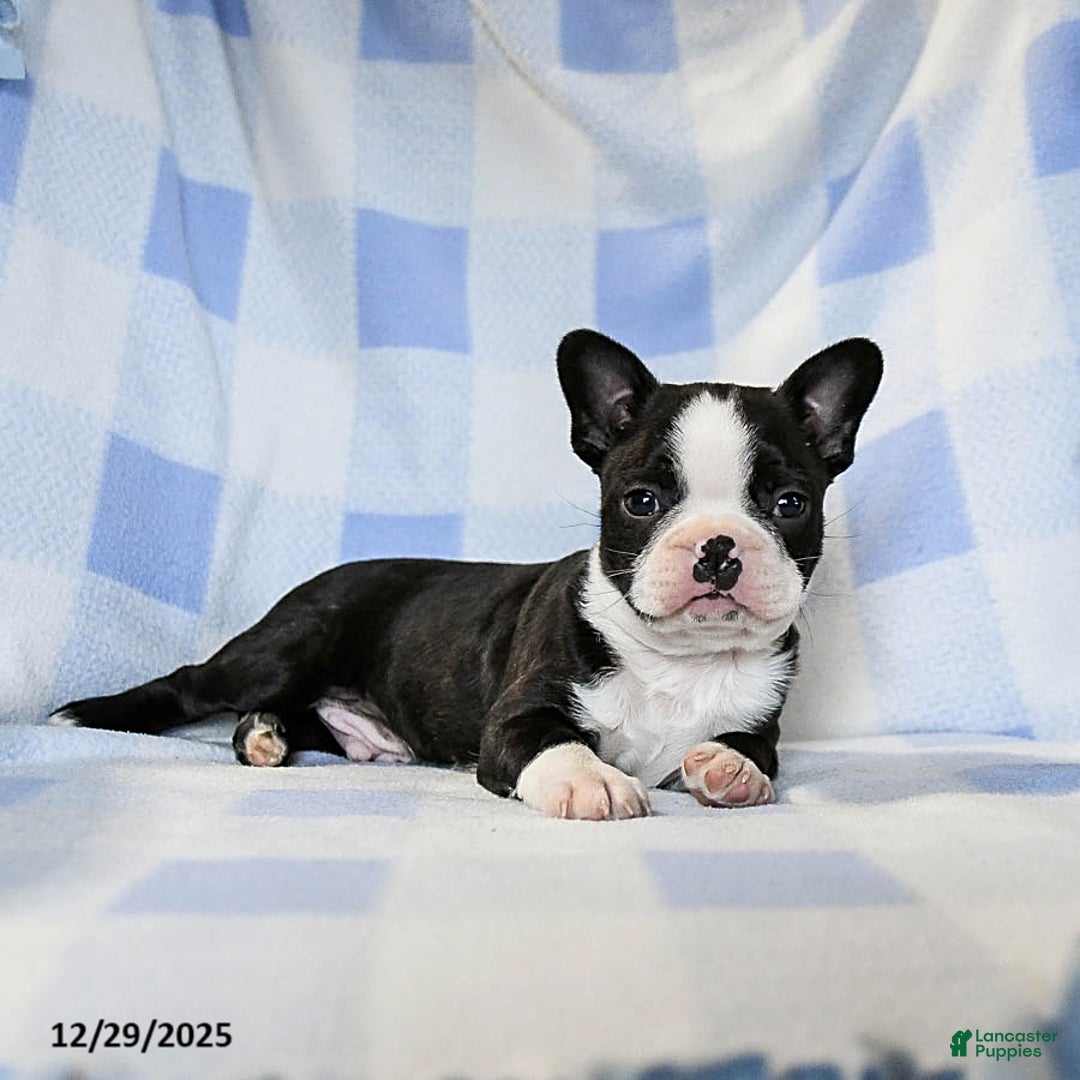 Boston Terrier dogs for sale: Buddy - Ad 4