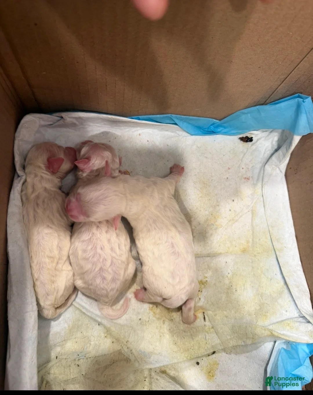 Mixed Breed dogs for sale: Mixed Breed 3 - Ad 4