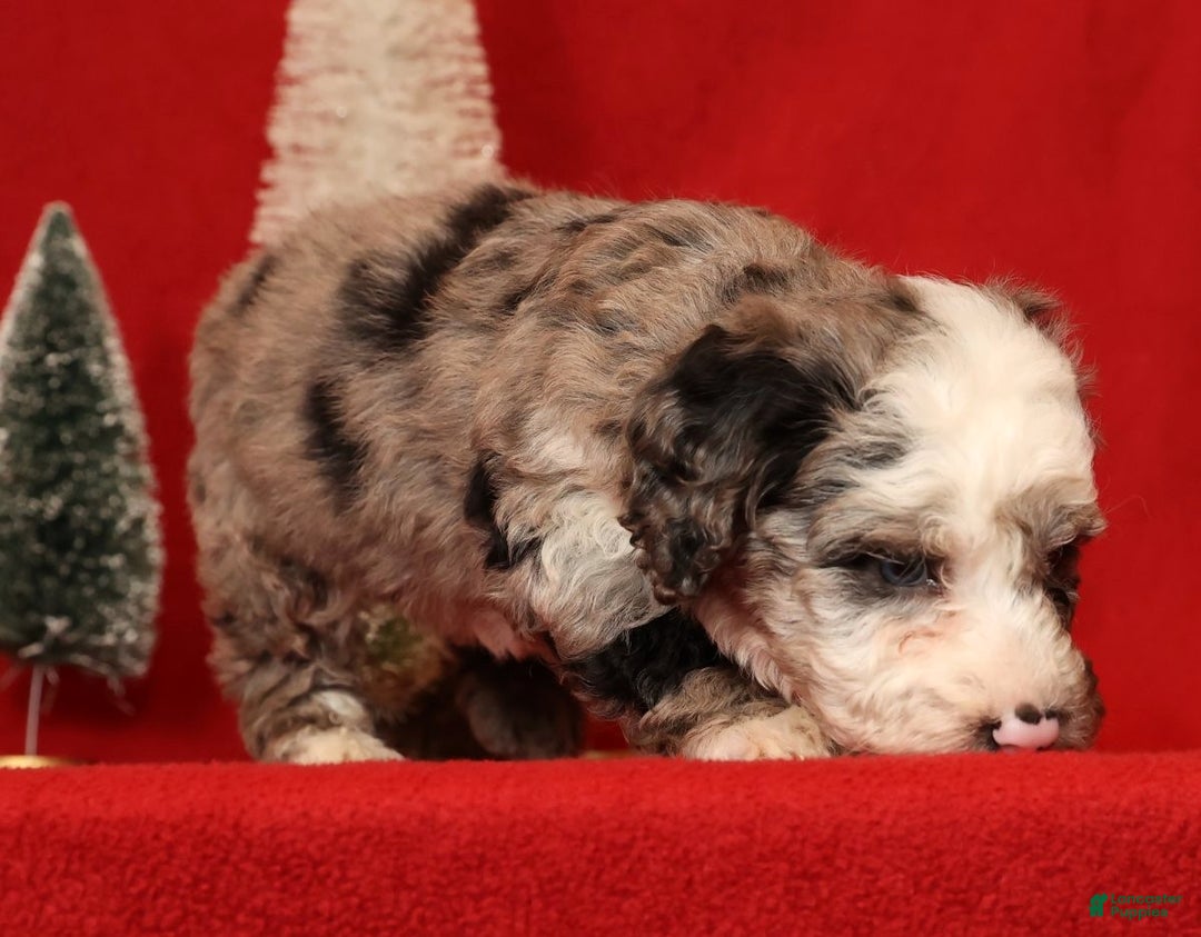 Miniature Poodle dogs for sale: Champ - Ad 5