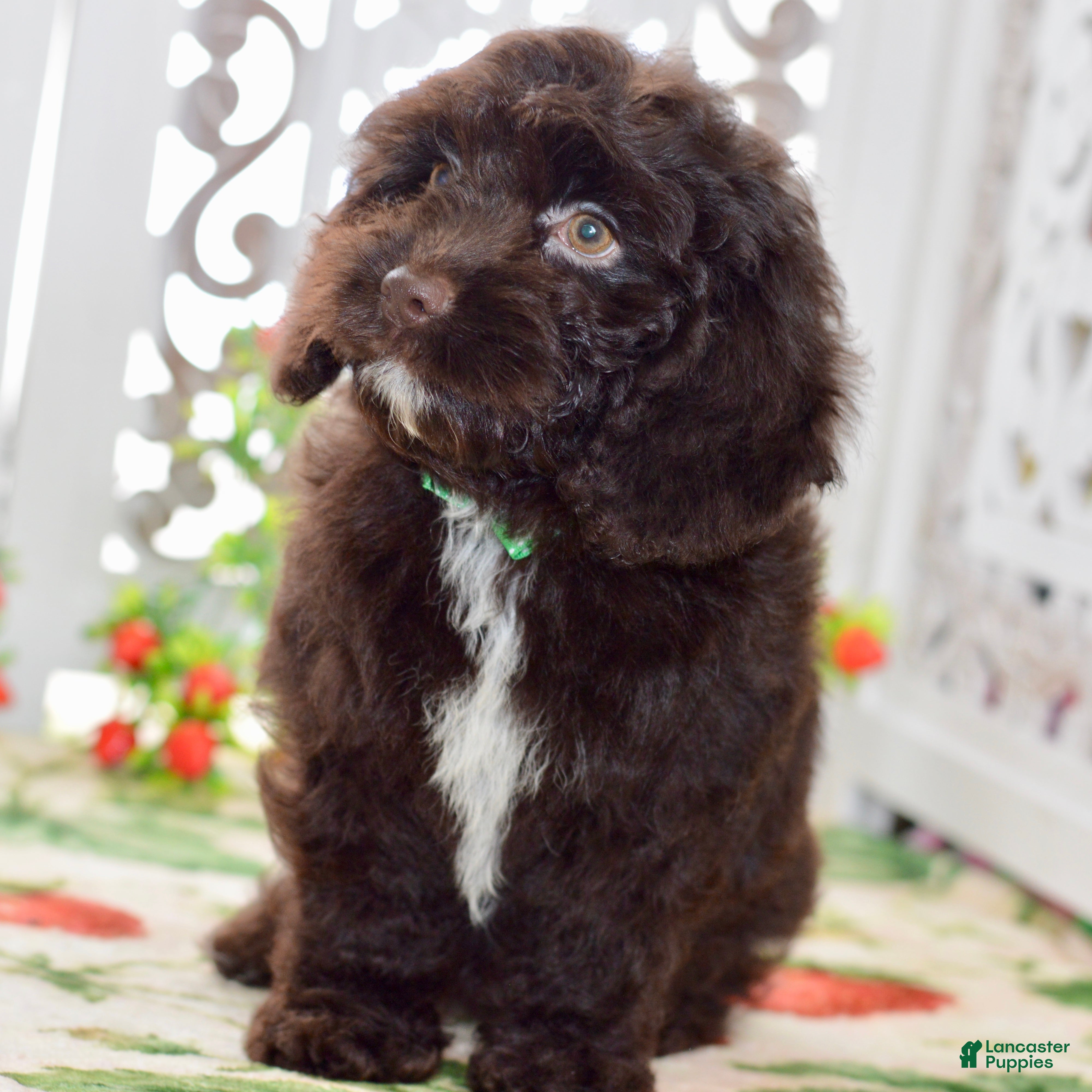 Cockapoo dogs Claire - Ad 1