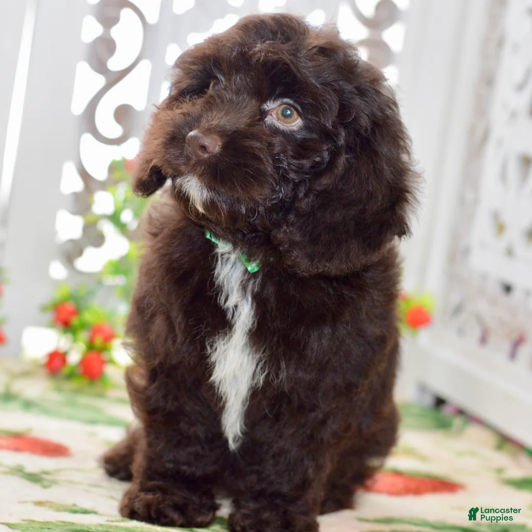 Cockapoo dogs for sale: Claire - Ad 1