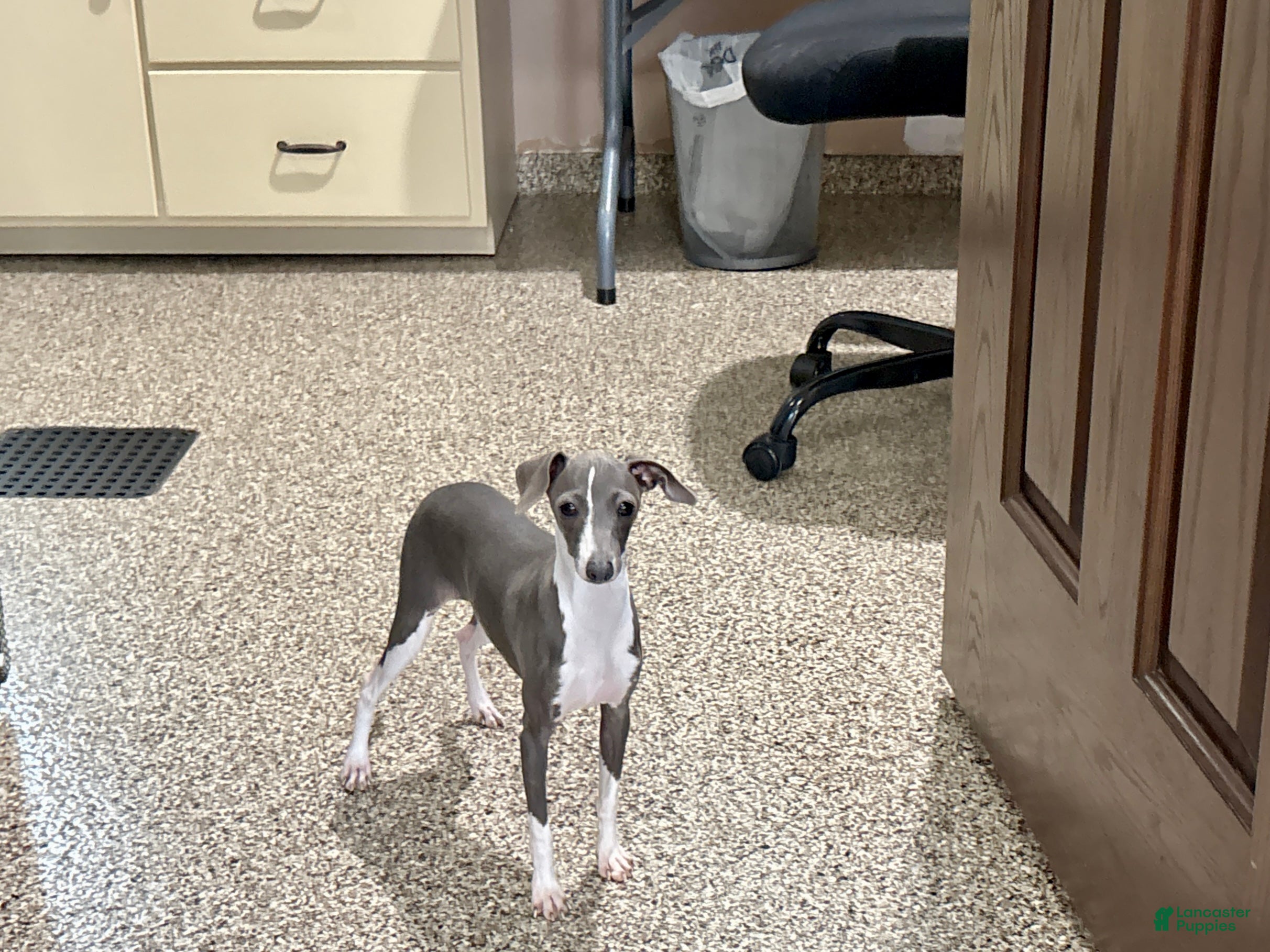 Italian Greyhound dogs for sale: Sharon - Ad 1