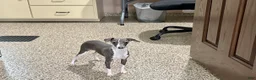 Italian Greyhound dogs for sale: Sharon - Ad 1
