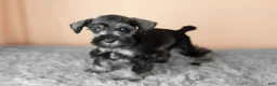 Miniature Schnauzer dogs for sale: Scarlett - Ad 2