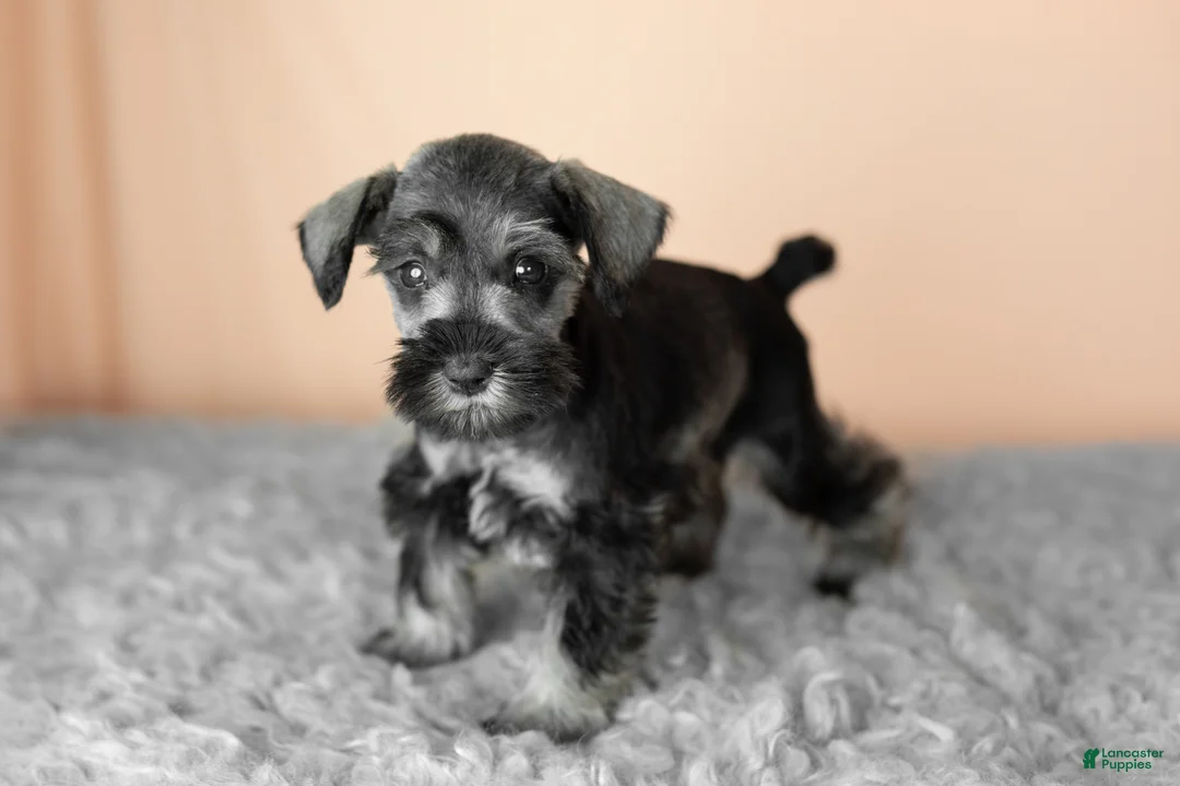 Miniature Schnauzer dogs for sale: Scarlett - Ad 2