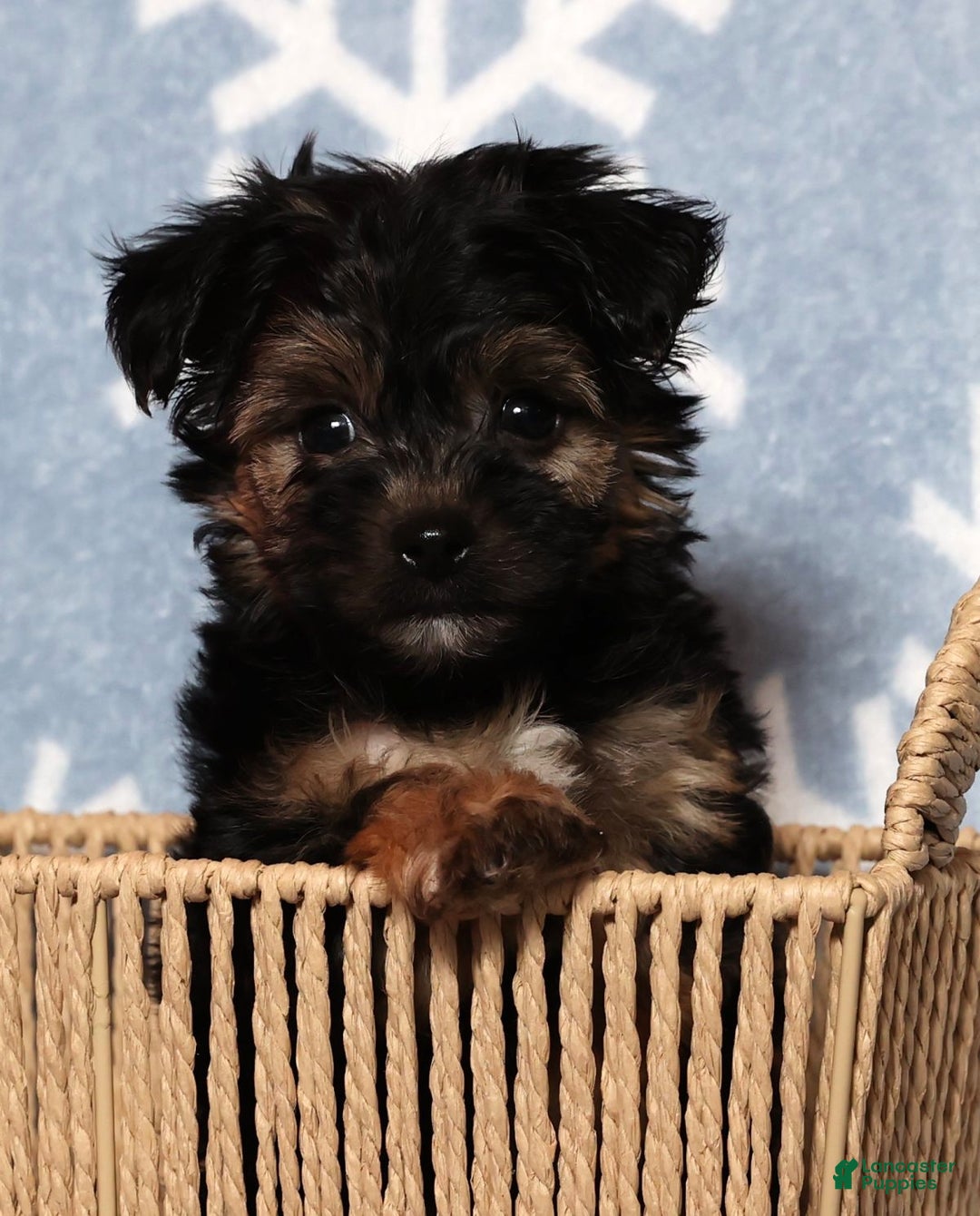 Yochon dogs for sale: Buddy - Ad 3