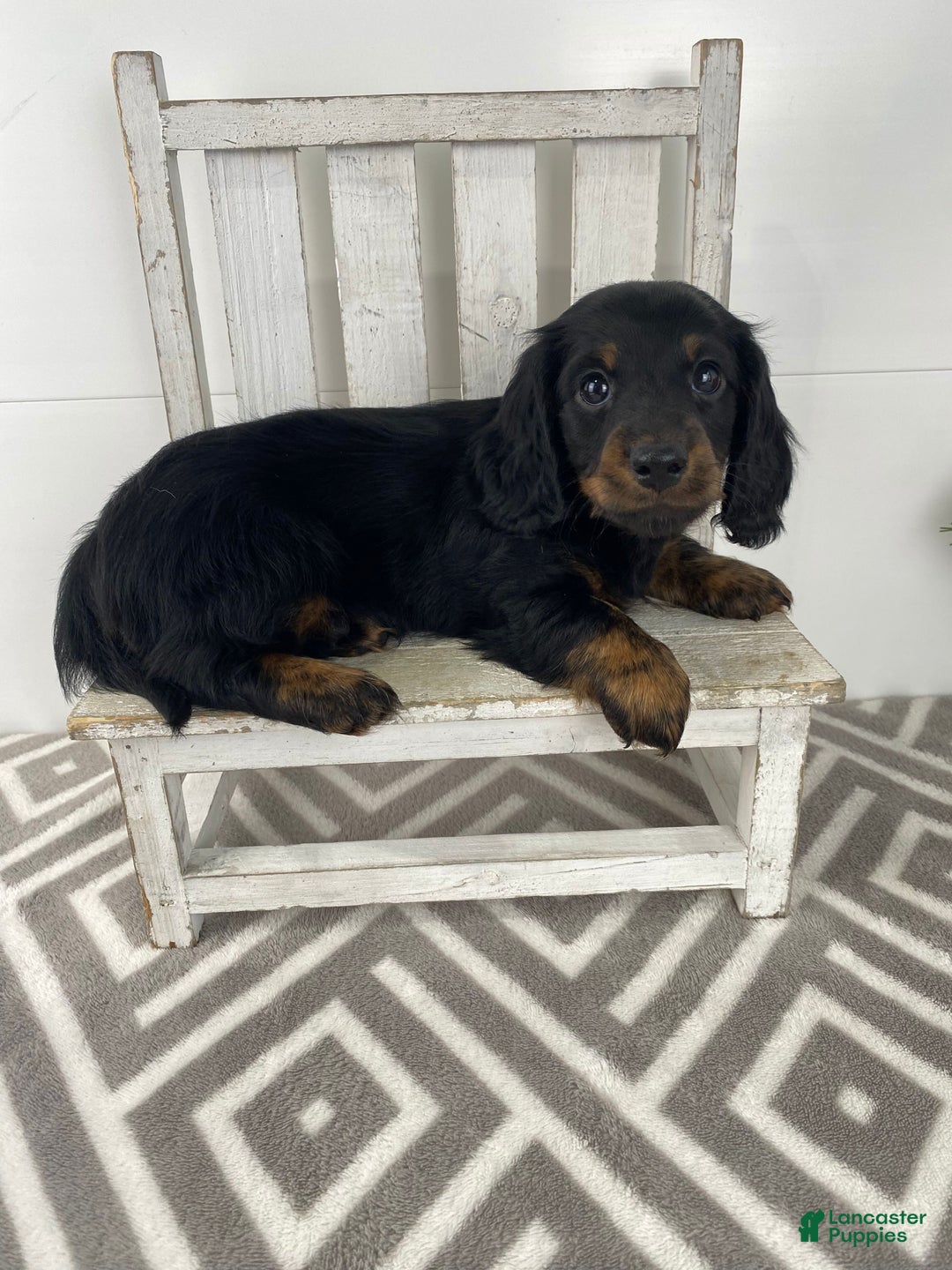 Miniature Dachshund dogs for sale: Daisy - Ad 3