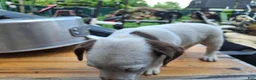 Jack Russell Terrier dogs for sale: Jack Russell Terrier 4 - Ad 7