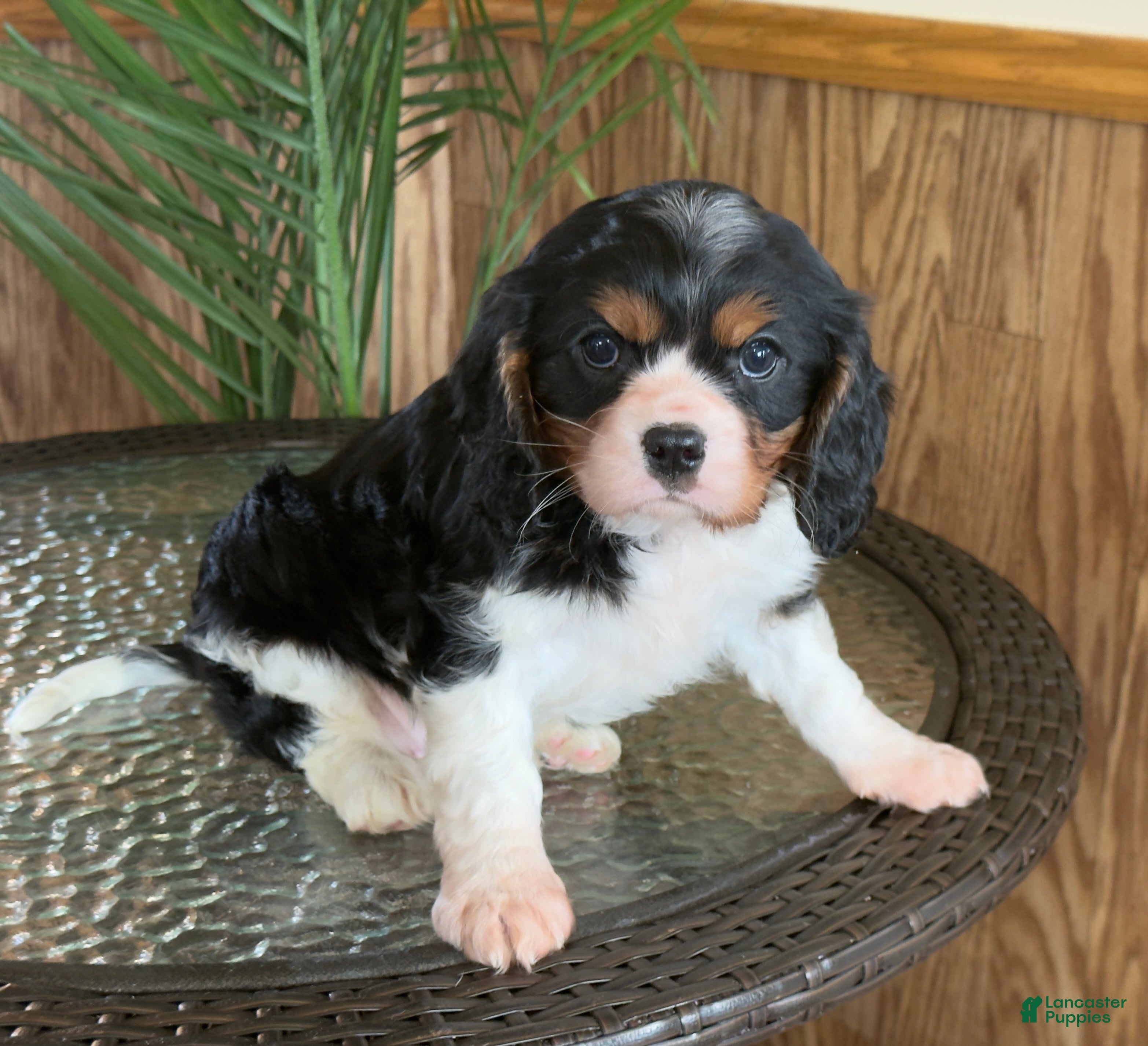 Cavalier King Charles Spaniel dogs Oreo Cookie - Ad 2