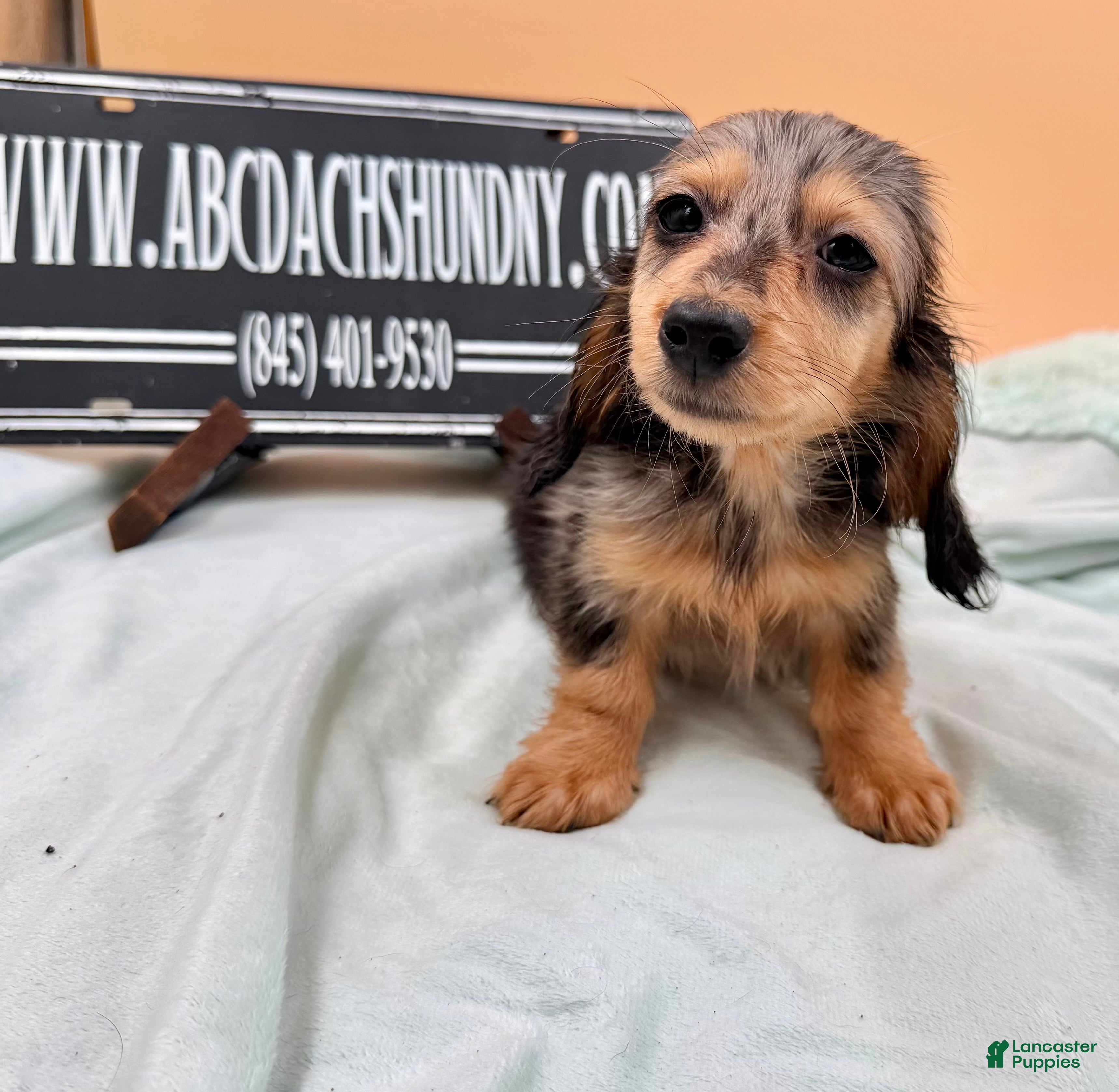 Miniature Dachshund dogs Miniature Dachshund Puppy 2 - Ad 17