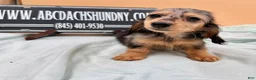 Miniature Dachshund dogs for sale: Miniature Dachshund Puppy 2 - Ad 22