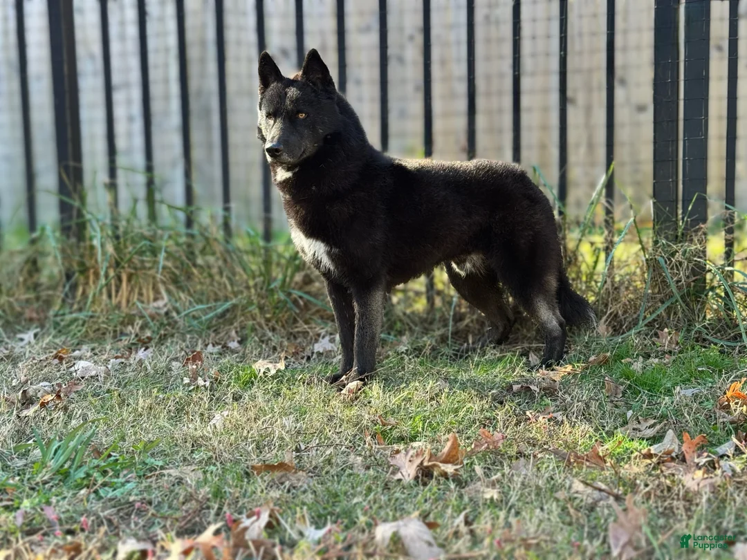 Siberian Husky dogs for stud: Ukraine CH sired w/import working and show lines - Ad 1