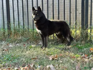 Siberian Husky dogs Ukraine CH sired w/import working and show lines - Ad 7