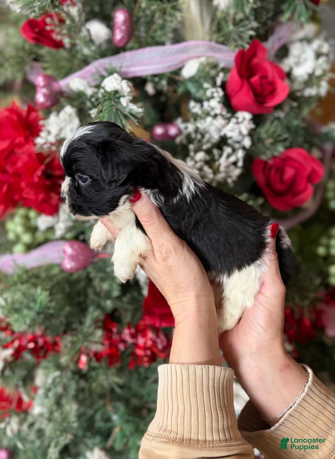 Malshi dogs for sale: Malshi Puppy 2 - Ad 4