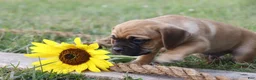 Puggle dogs for sale: Aksel - Ad 3