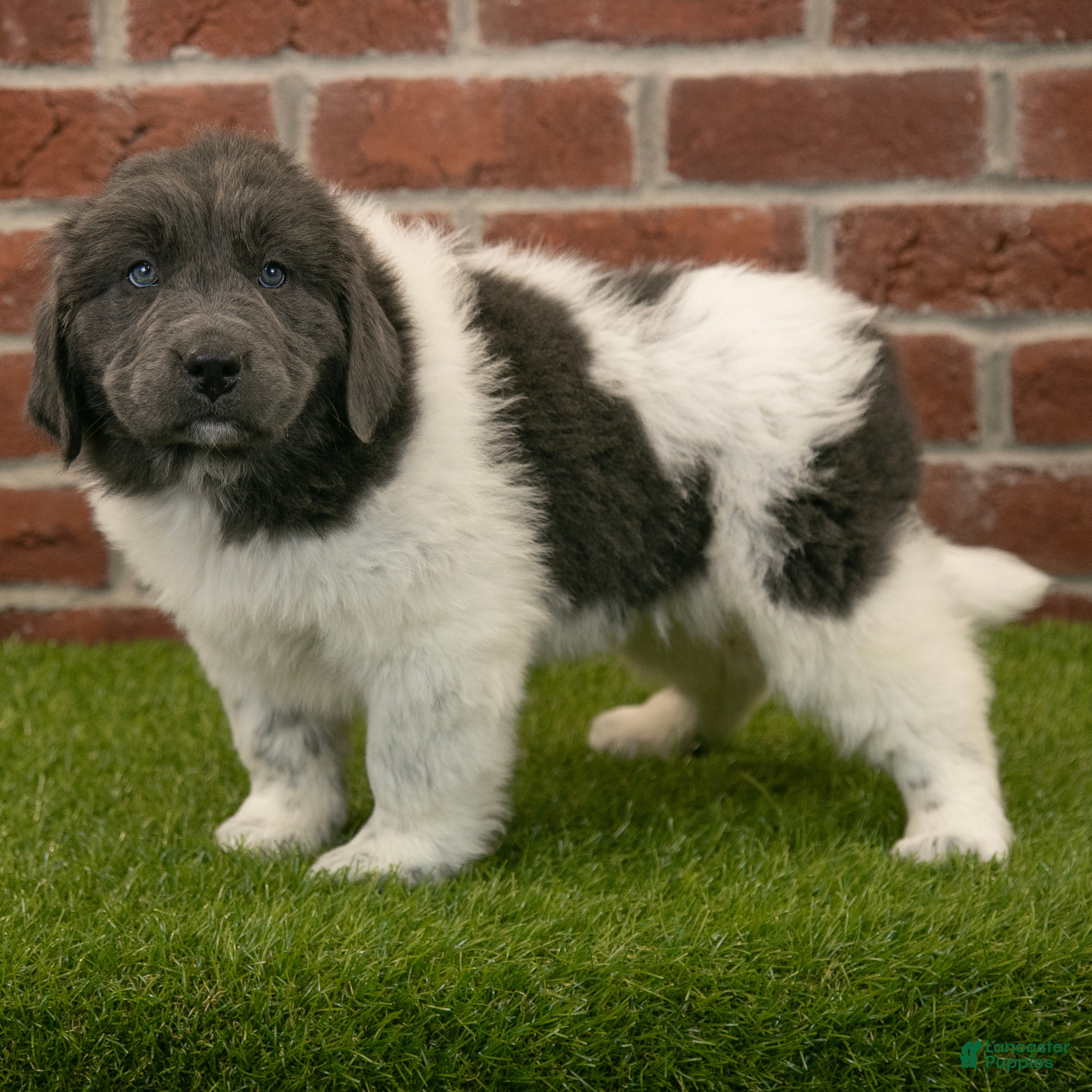 Newfoundland dogs Angel - Ad 1
