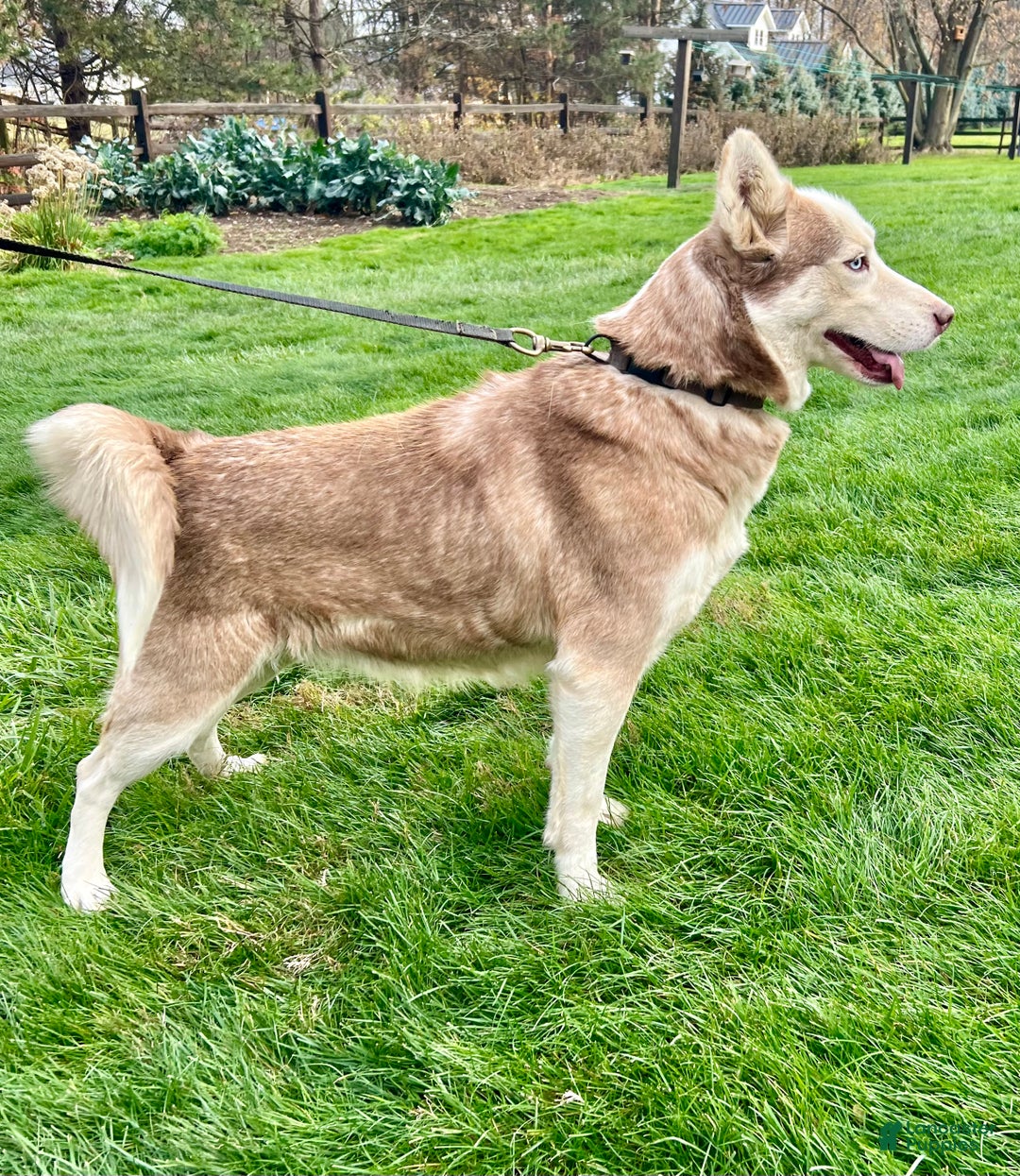 Siberian Husky dogs for sale: Rose - Ad 1