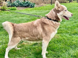 Siberian Husky dogs Rose - Ad 34