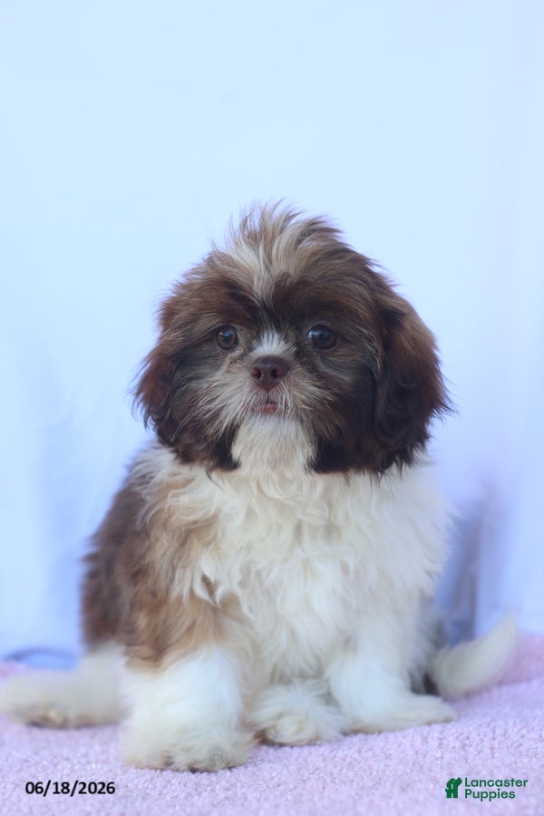 Shih Tzu dogs Nancy - Ad 1
