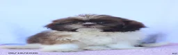 Shih Tzu dogs for sale: Nancy - Ad 1