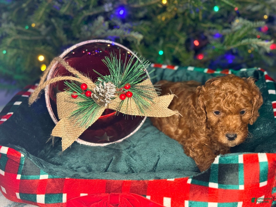 Mini Goldendoodle dogs for sale: Nashville - Ad 5