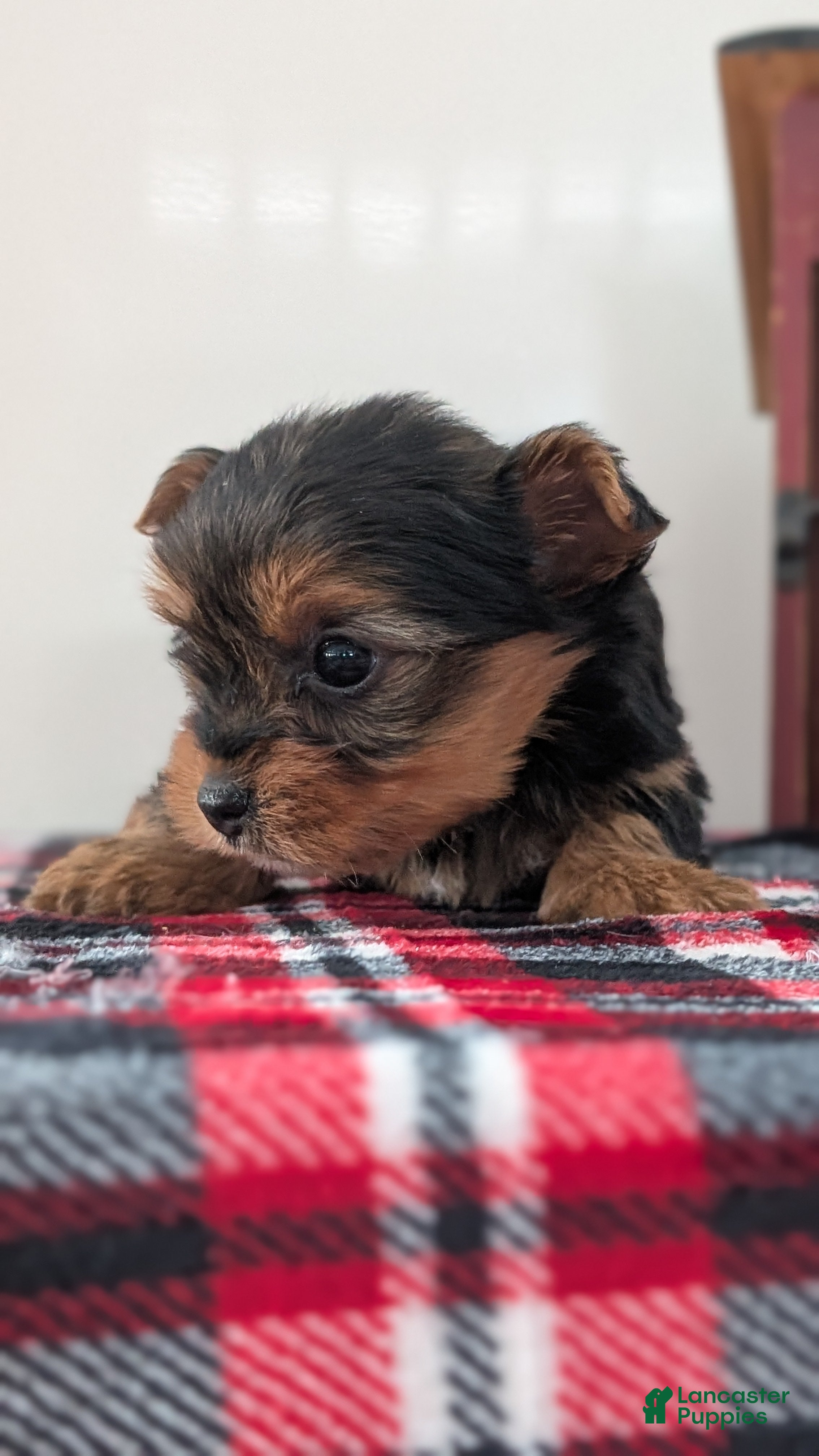 Yorkshire Terrier dogs Daisy - Ad 2