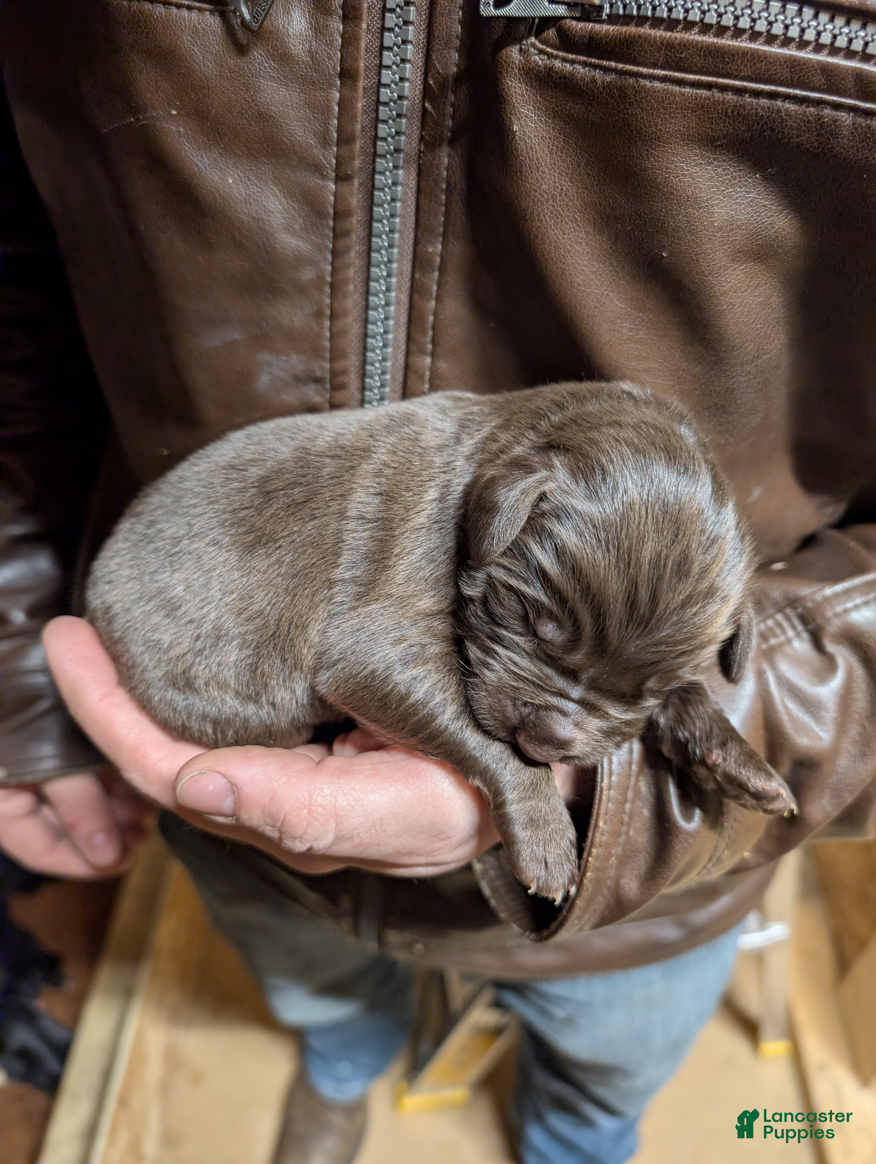 Newfoundland dogs Honor  - Ad 23