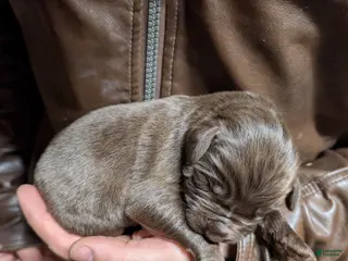 Newfoundland dogs Honor - Ad 17