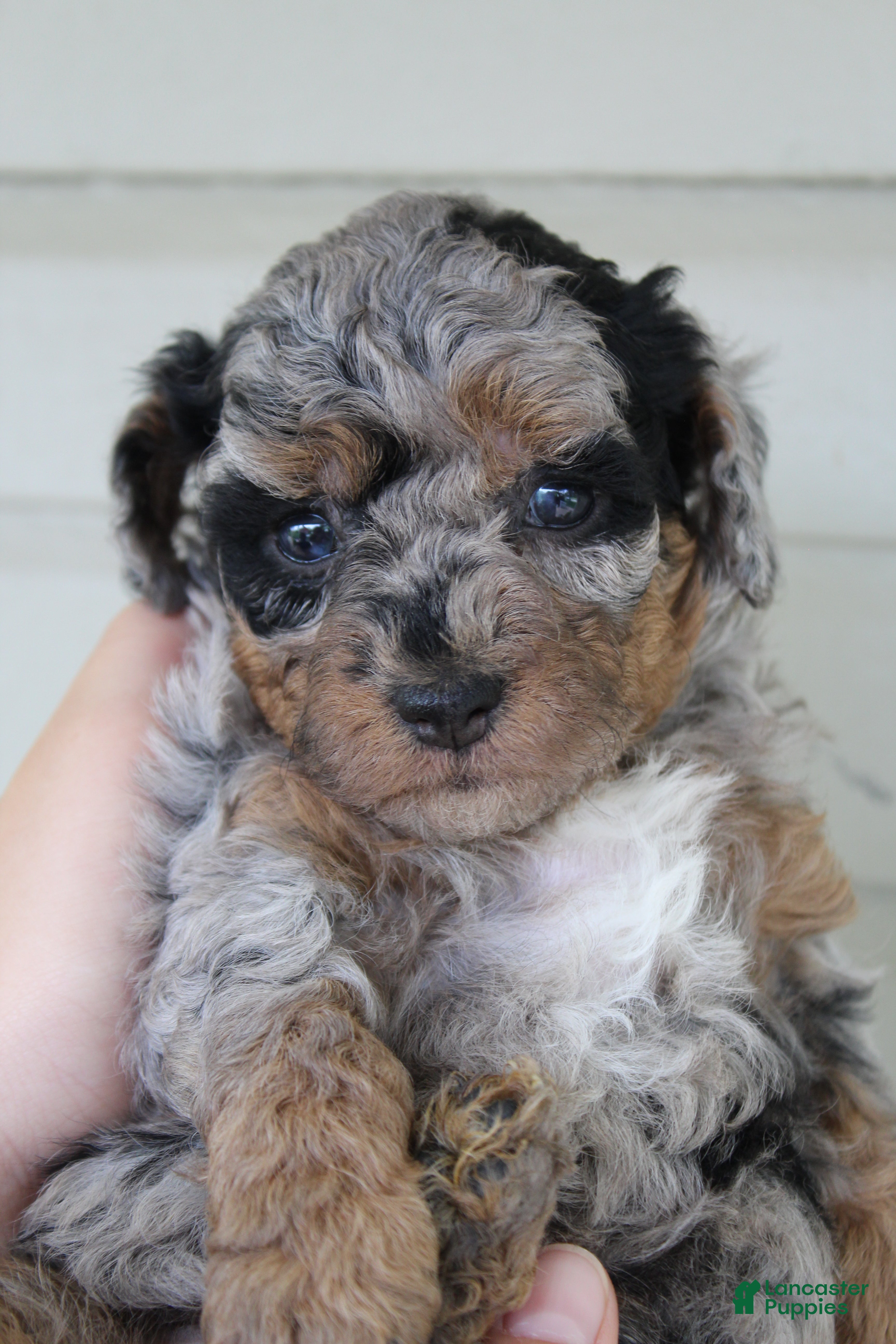 Havapoo dogs Mindi - Ad 1