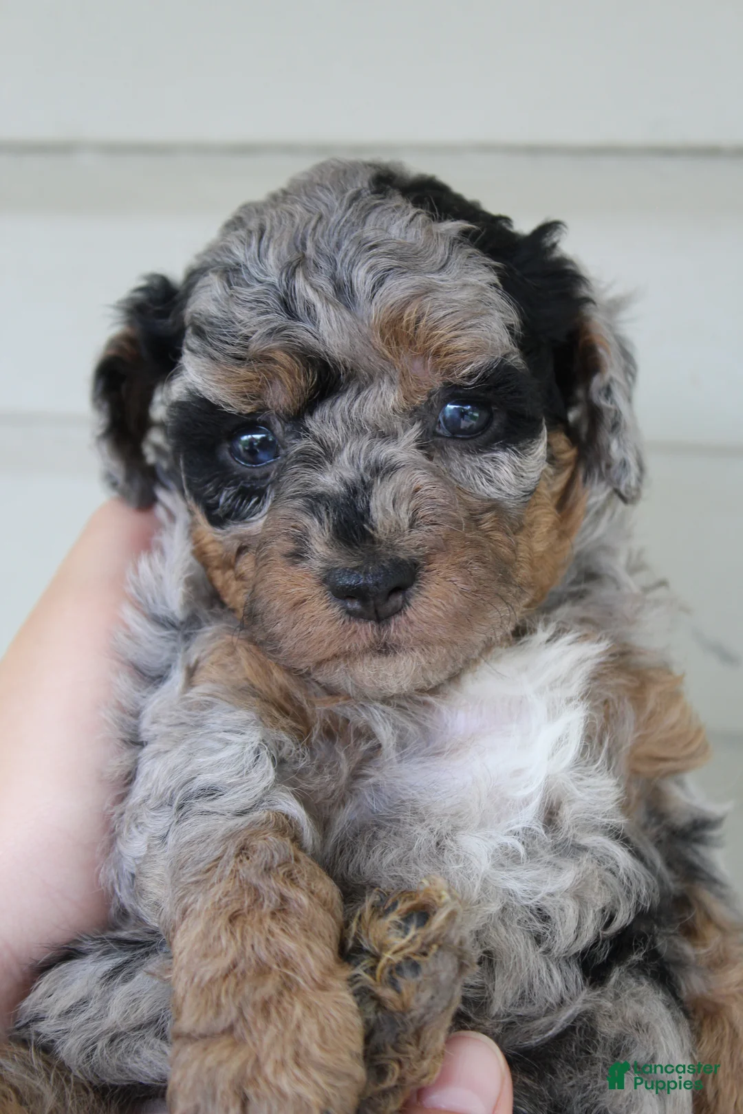 Havapoo dogs for sale: Mindi - Ad 1