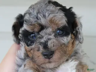 Havapoo dogs for sale: Mindi - Ad 3