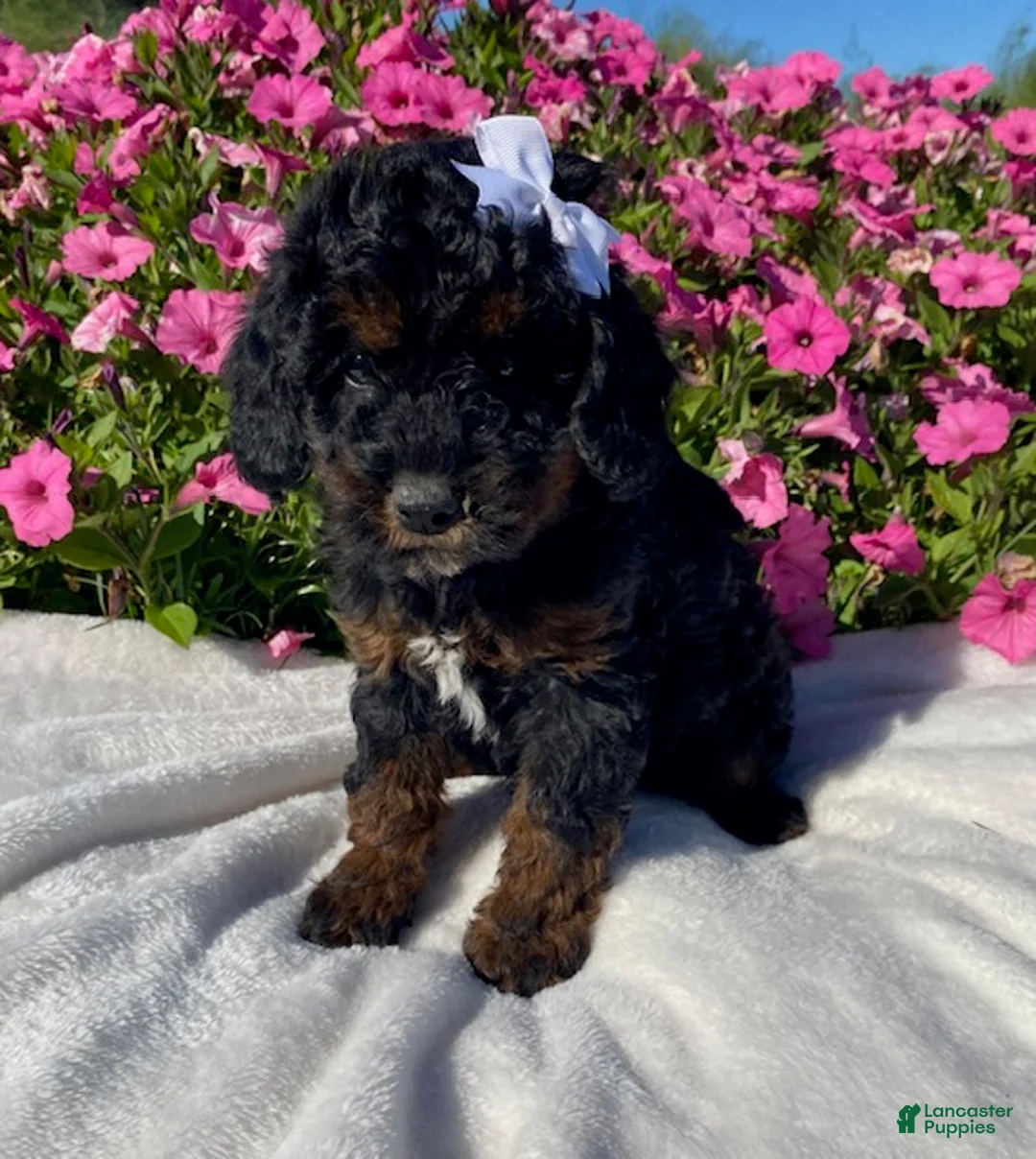 Mini Bernedoodle dogs for sale: Reba - Ad 2