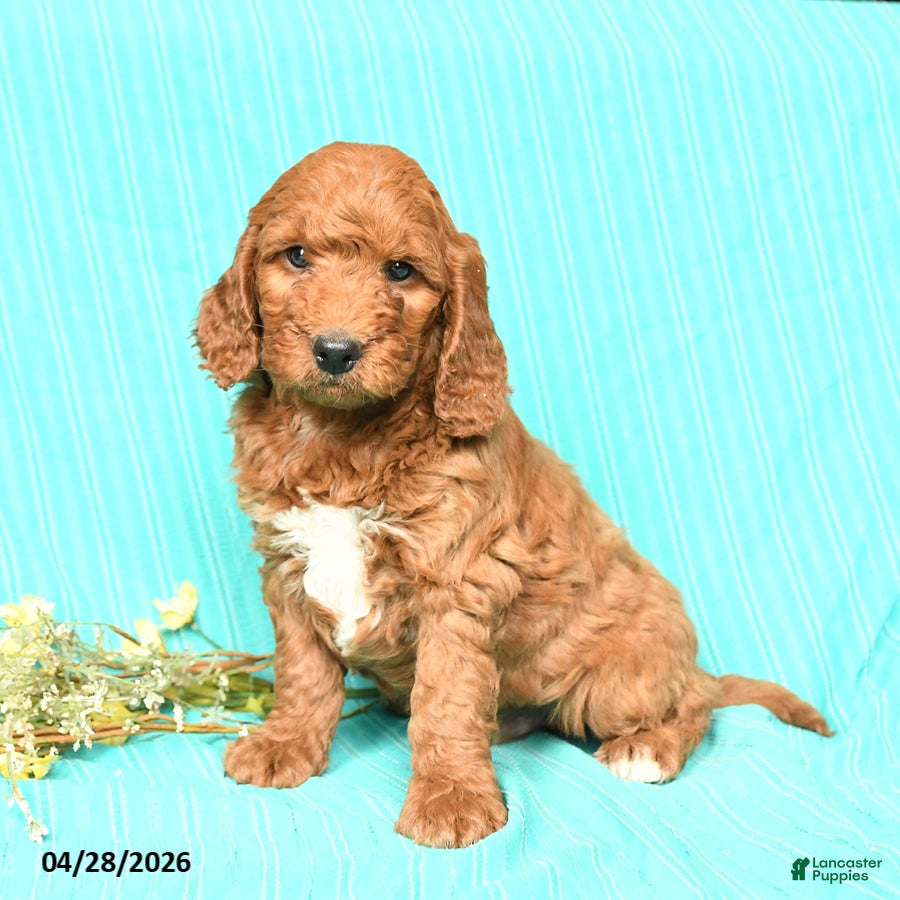 Goldendoodle dogs Rusty - Ad 1