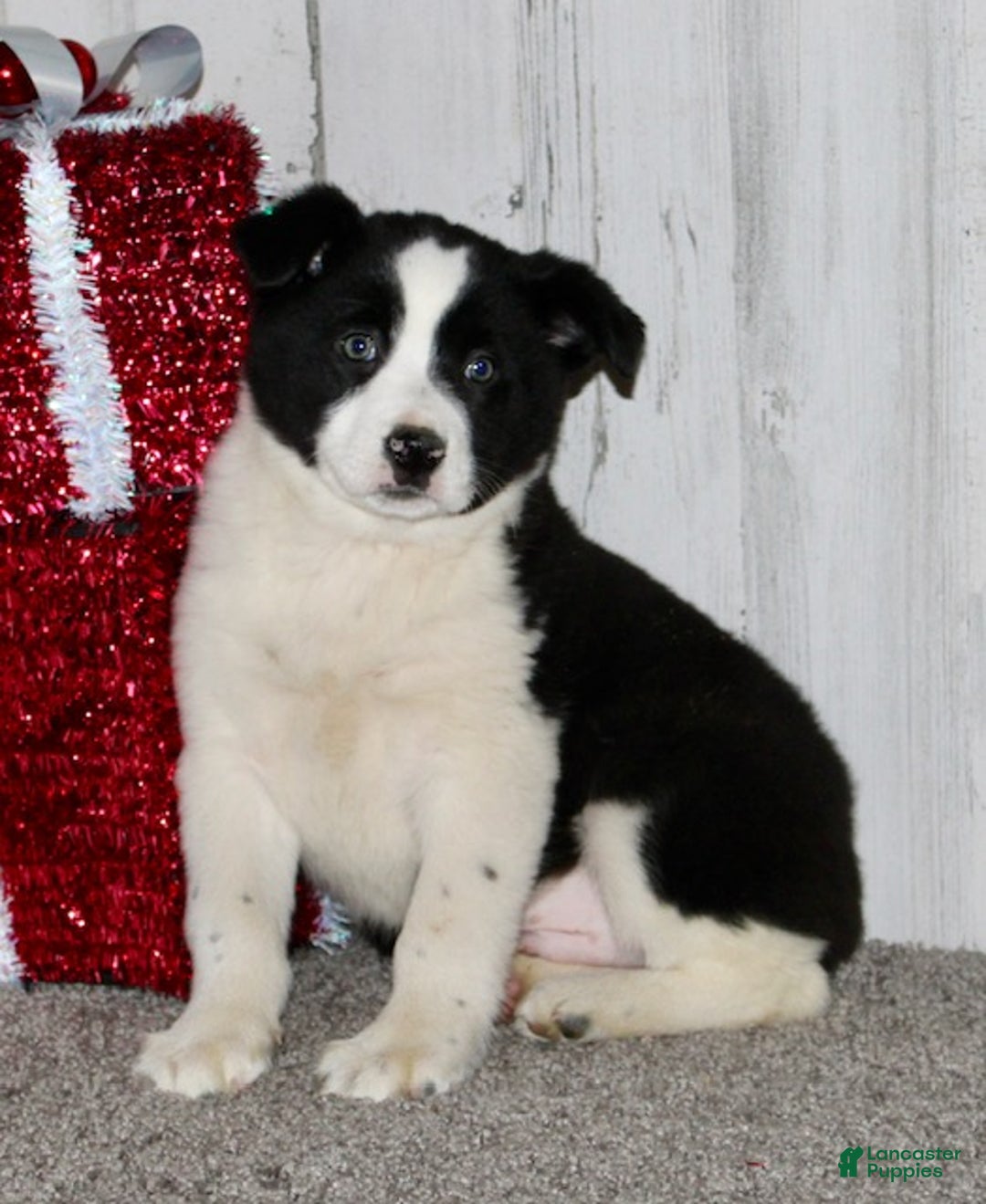 Mini Aussiedoodle dogs for sale: Mr. Ho Ho - Ad 2